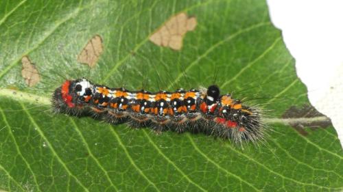 Réf. 348 512 : Acronicta tridens